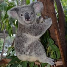 Koala Bear